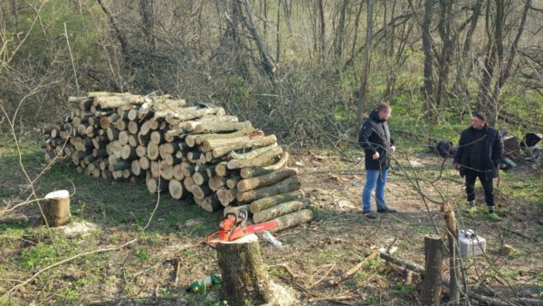 Мужчина нарубил деревьев почти на 69 тысяч гривен
