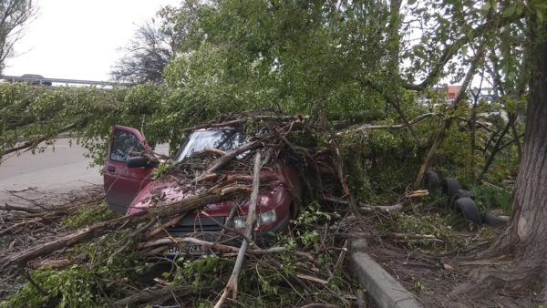 В Александрии на БАМе дерево упало на автомобиль с людьми