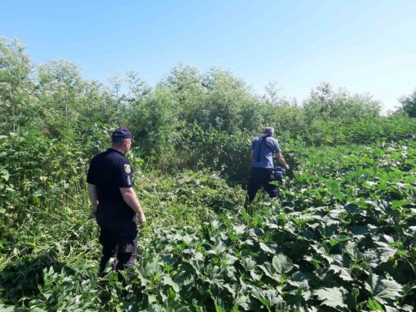 В Александрийском районе нашли почти 1300 кустов конопли