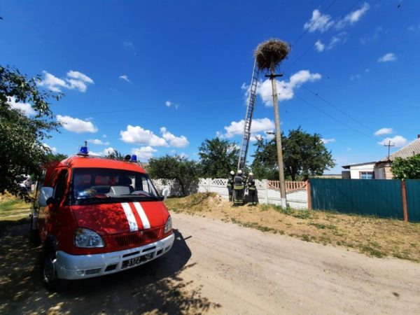 Александрийские спасатели вернули аиста в гнездо