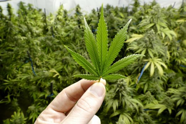 Более 6 тысяч наркосодержащих растений изъяли полицейские