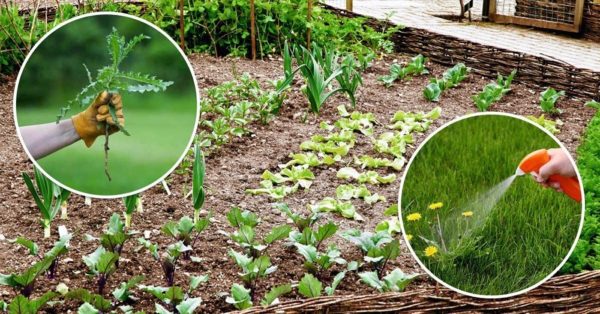 В какой период лучше использовать гербициды в саду и огороде