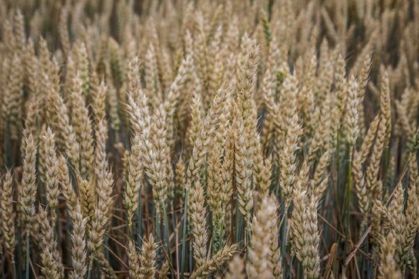 Эффективная продажа пшеницы и других сельскохозяйственных культур