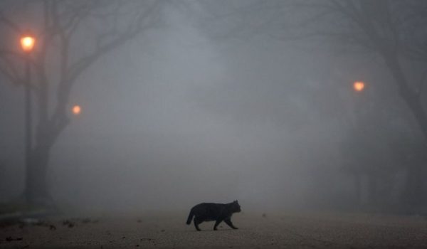 Жителей Кировоградской области предупреждают о плохой видимости на дорогах из-за тумана