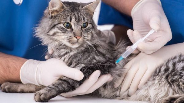 Вакцинация для животных: как правильно прививать, что необходимо знать владельцу питомца