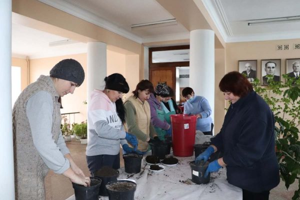 Работники КП «Зеленгосп» планируют вырастить около 10 000 саженцев цветов для клумб Александрии