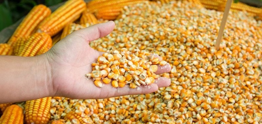 Как выбрать семена кукурузы (на зерно или силос)?