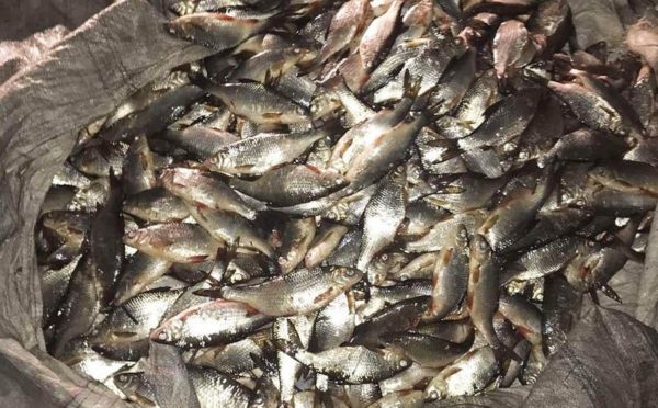 Сотрудники Александрийского райотдела полиции задержали браконьеров, которые наловили рыбы на 87 тыс. грн