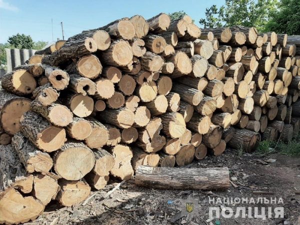 В Кировоградской области «черные» лесорубы срубили защитные лесонасаждения на сумму более 700 тыс. грн (ФОТО)