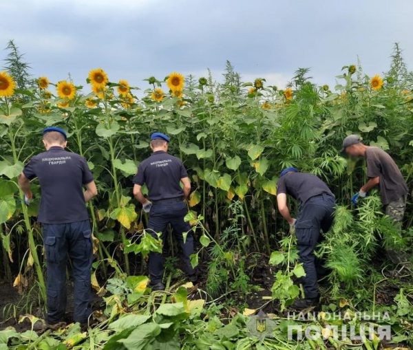 В Кировоградской области полицейские обнаружили поле с коноплей на сумму 10 миллионов гривен (ФОТО)