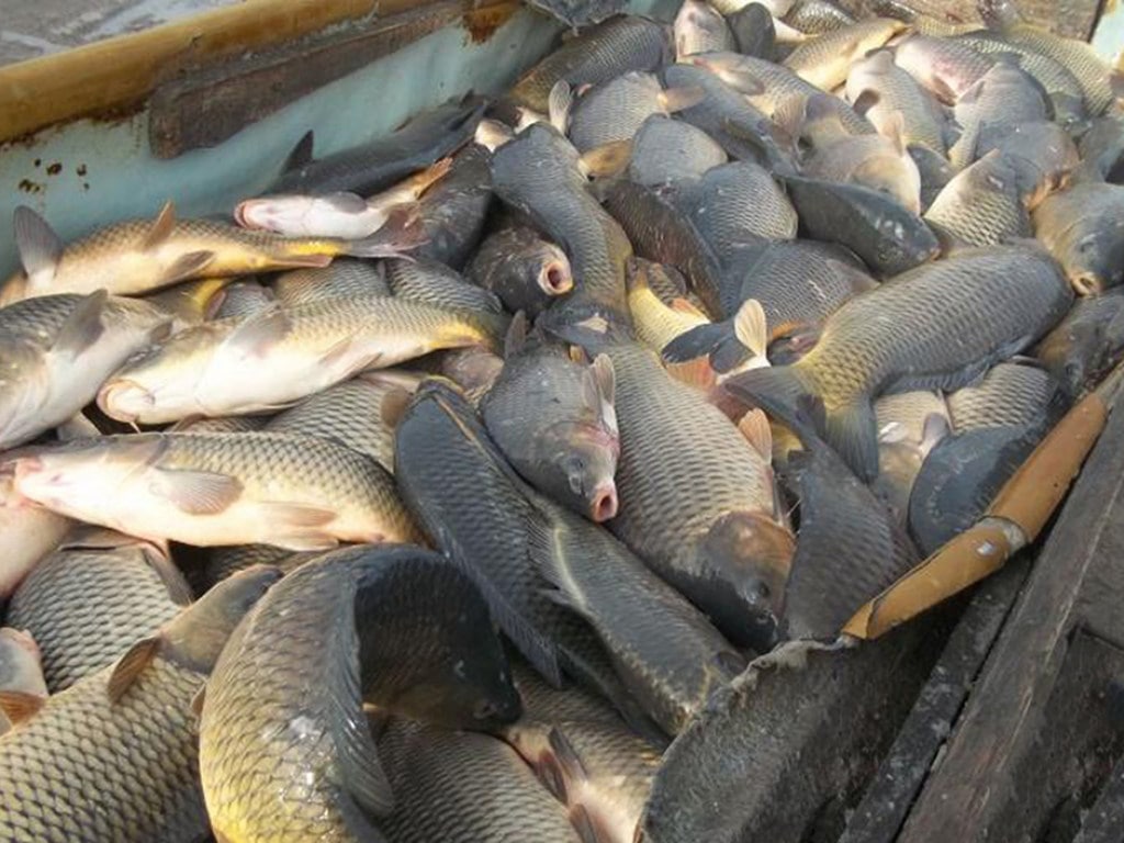 В Кировоградской области браконьеры наловили рыбы на 120 тысяч гривен