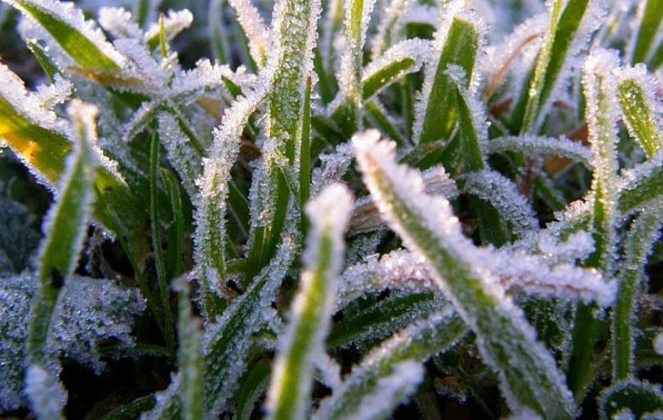 В Кировоградской области прогнозируют заморозки