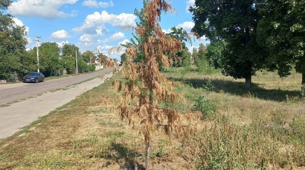 Высаженные саженцы туи в парке на Садовой уже завяли. Кто виноват?