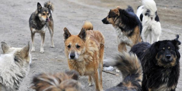 В Александрии 10-летнего укусила уличная собака