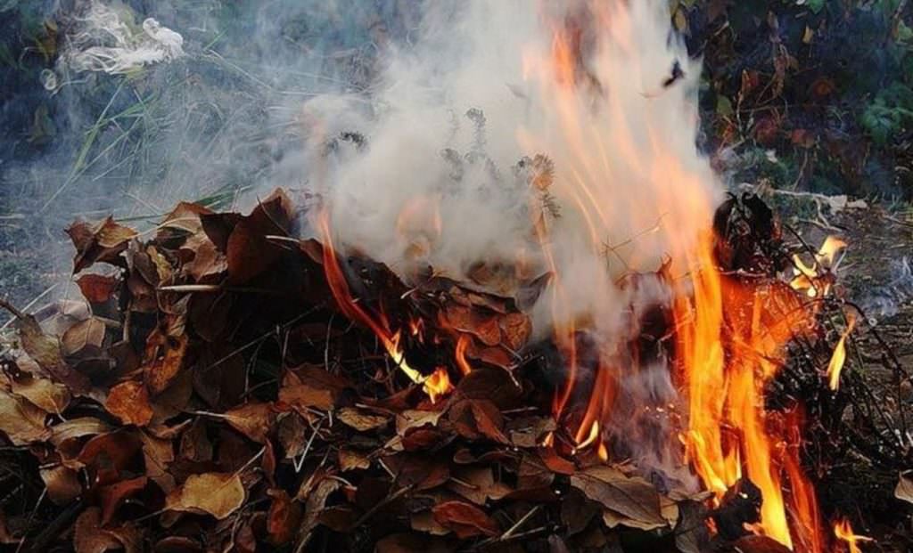 Какой штраф грозит александрийцам за сжигание мусора и листвы