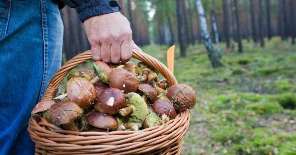 Две женщины умерли от отравления грибами в Кировоградской области