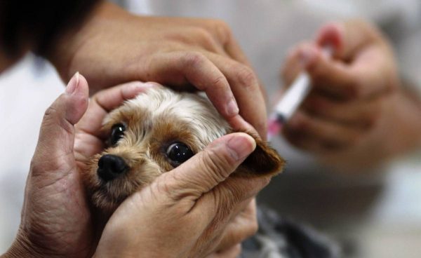 В Александрии будут бесплатно делать прививки против сказа домашним животным (График и адреса)