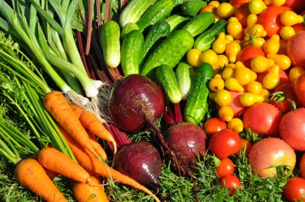 Семена овощей и зелени покупайте на сайте Дачник