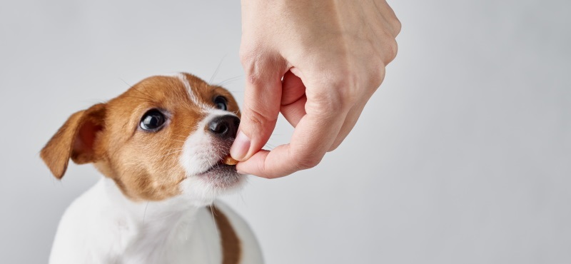 Витамины для собаки, когда они необходимы?