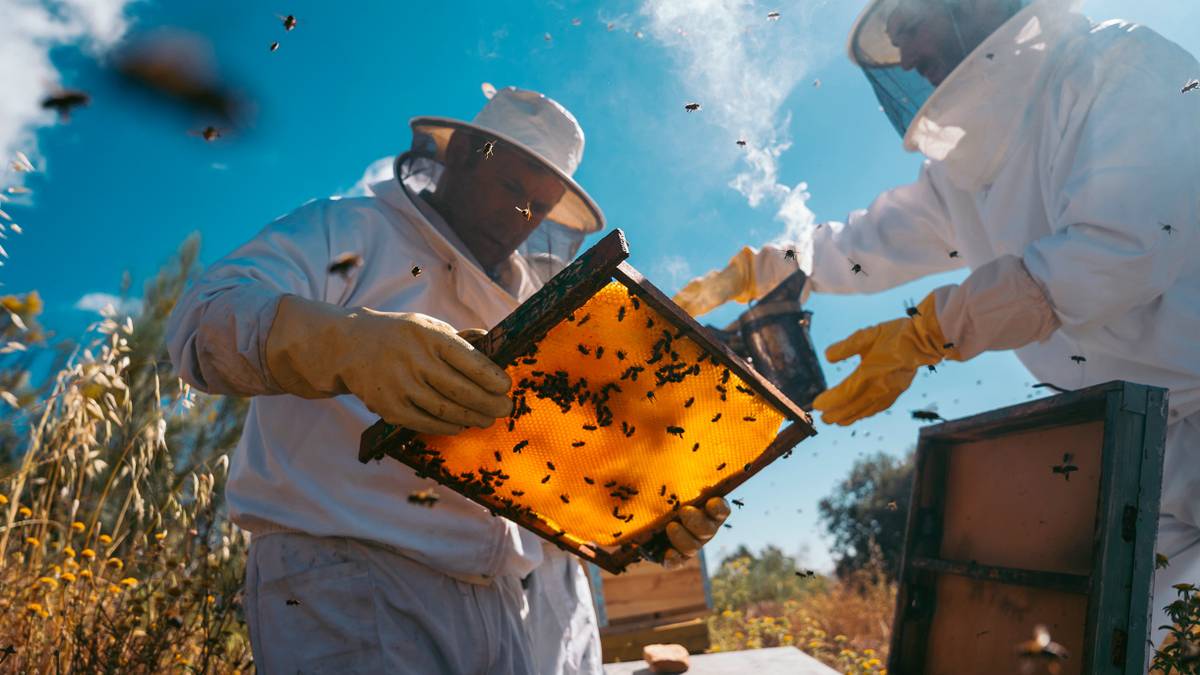 Сладкий мед и увлекательное хобби: руководство по началу занятий пчеловодством