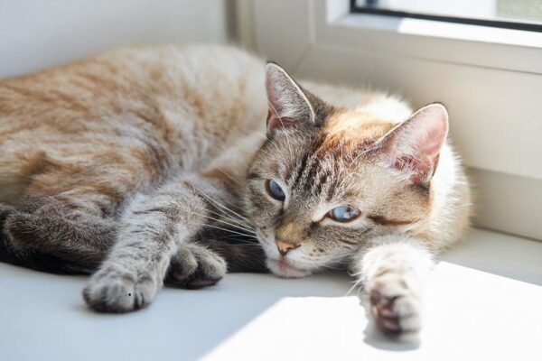 Кошачий стригущий лишай что нужно знать